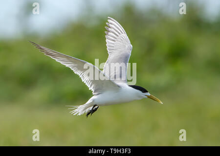 Crested Tern in Flight, Sterna bergii on Magra Islet, Far North Queensland Stock Photo