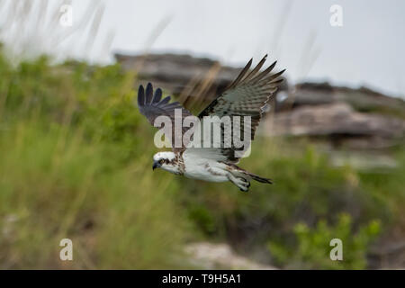 Osprey in Flight, Pandion haliaeetus at Hole in the Wall Stock Photo