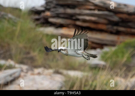 Osprey in Flight, Pandion haliaeetus at Hole in the Wall Stock Photo