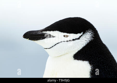 A close up portrait of a chinstrap penguin, Antarctica. Stock Photo
