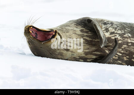 A resting weddell seal, Antarctica.