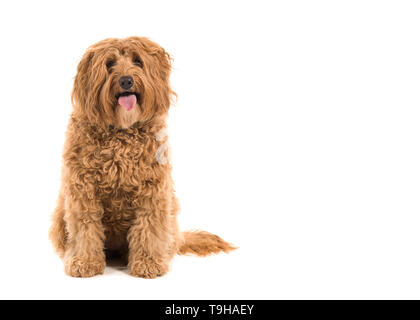Labradoodle looking at the camera sitting on a white background Stock Photo