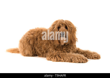 Labradoodle lying down and looking at the camera isolated on a white background Stock Photo