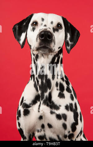 Red dalmatian hot sale