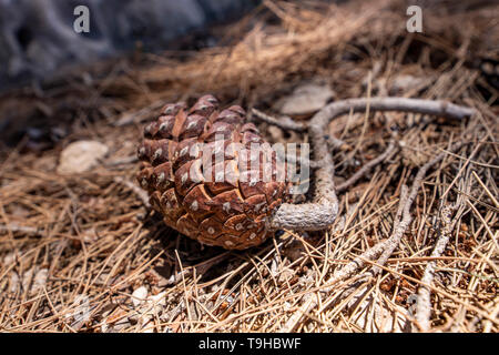 Pine cone lying on dry needles close-up on a blurred background Stock Photo