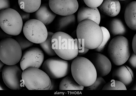Bunch of fresh chicken eggs collected Stock Photo