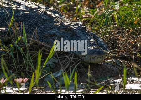 Saltwater Crocodile, Crocodylus porosus at Yellow Waters, Kakadu NP, NT Stock Photo