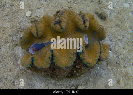 Giant Clam on Coral Reef, Lizard Island, Queensland Stock Photo