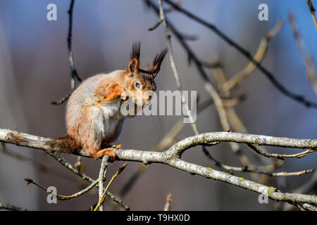 Red Squirrel Stock Photo