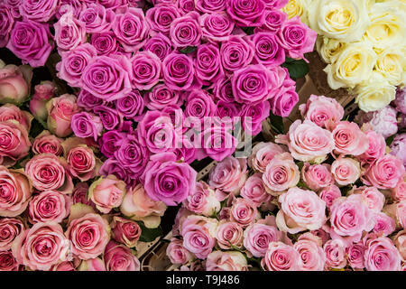 London, UK. 19 May 2019. Roses for a floral display. Preparations for Chelsea Flower Show. Photo: Bettina Strenske/Alamy Live News Stock Photo