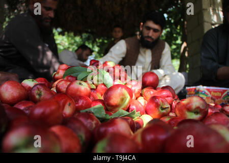 Laghman, Afghanistan. 18th May, 2019. Afghan farmers work at a peach garden in Mehtarlam, Laghman province, Afghanistan, May 18, 2019. Credit: Saifurahman Safi/Xinhua/Alamy Live News Stock Photo