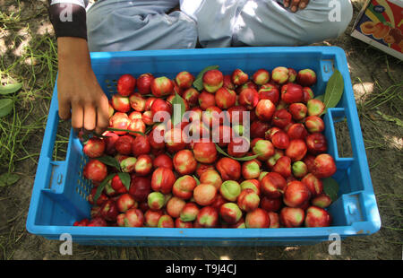 Laghman. 18th May, 2019. Photo taken on May 18, 2019 shows harvested peaches at a peach garden in Mehtarlam, Laghman province, Afghanistan. Credit: Saifurahman Safi/Xinhua/Alamy Live News Stock Photo