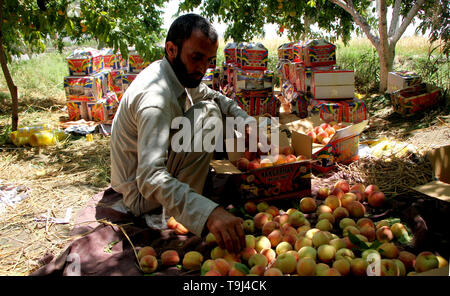 Laghman, Afghanistan. 18th May, 2019. An Afghan farmer works at a peach garden in Mehtarlam, Laghman province, Afghanistan, May 18, 2019. Credit: Saifurahman Safi/Xinhua/Alamy Live News Stock Photo