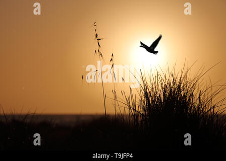 A seagull flying in the backlight at sunset Stock Photo