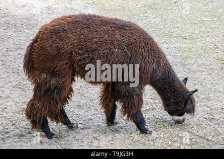 Alpaca (Vicugna pacos) grazing on a meadow with very little grass left. Stock Photo