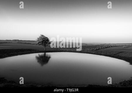 Isolated hawthorn tree reflected in a dew pond Stock Photo