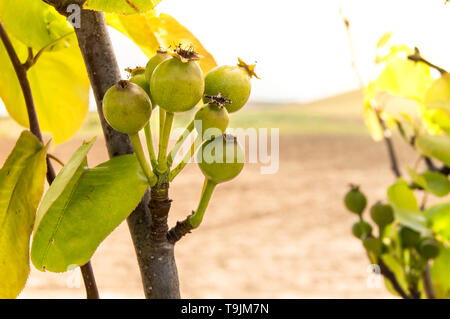 Branch full of small asian or chinese pears growing on the tree with natural landscape in the background. Eco nashi pears ripening, rare fruit of Asia Stock Photo