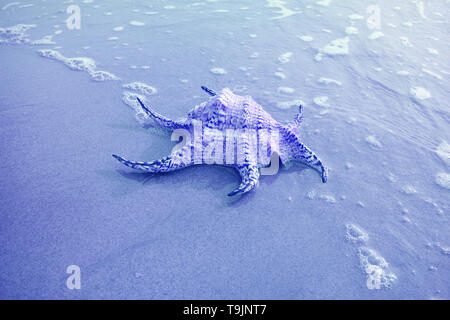 Chiragra Spider Conch Shell Isolate on Sand Beach with Seafoam in Blue Color Stock Photo