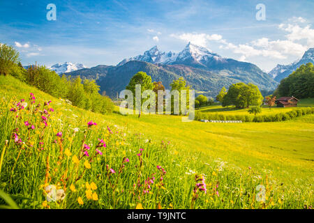 Beautiful view of idyllic alpine mountain scenery with blooming meadows and snowcapped mountain peaks on a beautiful sunny day with blue sky in spring Stock Photo