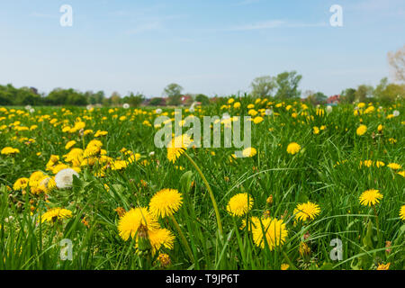 Meadow  in rural area, full of dandelions in bloom Stock Photo