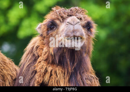 Portrait of a bactrian camel Stock Photo