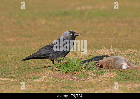 Jackdaw on dead rabbit on Skokholm Island Wales Stock Photo
