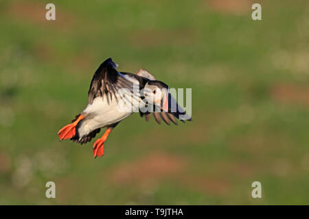 Atlantic Puffin in flight on Skokholm Island Wales Stock Photo