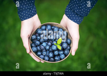 Girl's hands with a bowl of freshly harvested organic blueberries. Stock Photo