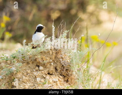 Pied Wheatear with insect in its bill Stock Photo