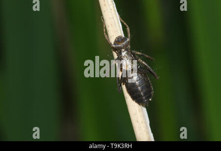 The empty larval case of a newly emerged Downy Emerald Dragonfly, Cordulia aenea, holding onto the stem of a reed at the edge of a pond. Stock Photo