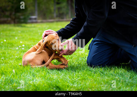 2 months old cute hungarian vizsla dog puppy biting owners fingers while playing outdoors in the garden. Obedience training. Stock Photo