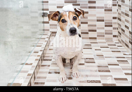 Cute wet puppy dog jack russell with foam on head in shower. Pet care concept. Washing dog for fleas and parasites, grooming