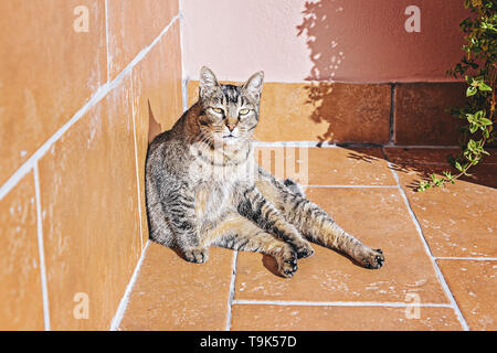 Tabby adult lazy cute cat basks in morning sun on balcony, looking at camera Stock Photo