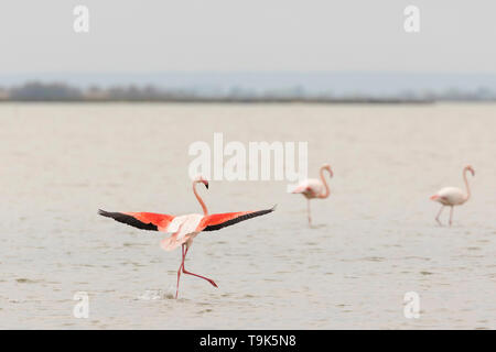 Greater flamingos, Phoenicopterus roseus, landing in Camargue, France. Stock Photo