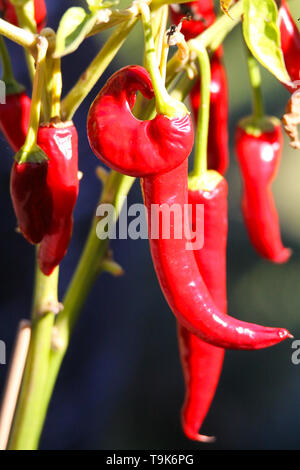 Close up of bright shining red cayenne pepper hanging on plant bush in the sun with blurred green natural background Stock Photo