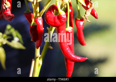 Close up of bright shining red cayenne pepper hanging on plant bush in the sun with blurred green natural background Stock Photo