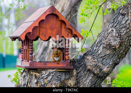 Vintage high quality Squirrels in Tree House Teapot