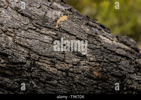 Soil texture, dry branches and ashes in rural area Real del Alamito in  Sonora, Mexico  Photo: (Photo by Luis Gutierrez / Norte Photo)  dry,  dry Stock Photo - Alamy