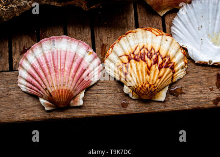 Colourful scallop shells Stock Photo