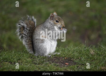 Grey Squirrel sat on grass eating nuts Stock Photo