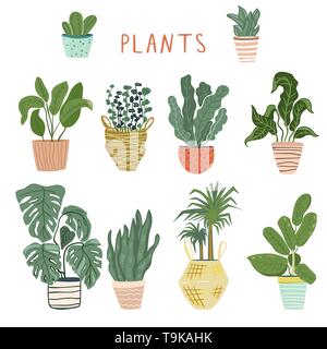Set of different house plants Stock Vector