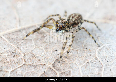Frewena sp., a camoflaged jumping spider from Australia with large eyes and white palps Stock Photo