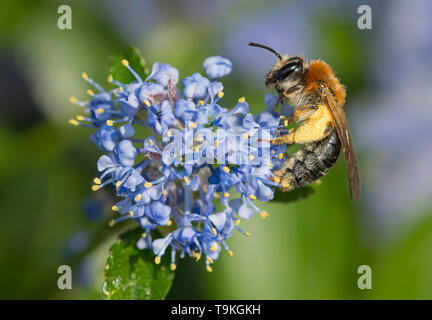 Andrena haemorrhoa (Early mining bee, Orange-tailed mining bee) collecting pollen from Californian lilac (Ceanothus) in Spring (May), West Sussex, UK Stock Photo