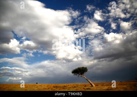 Single tree in front of dramatic sky Stock Photo