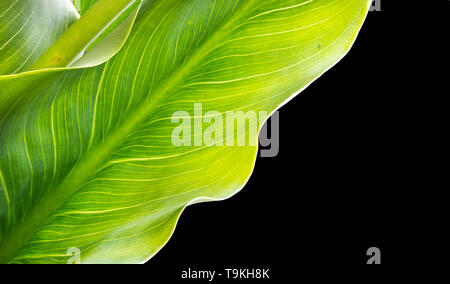 Tropical leaves Calla Lilies or Zantedeschia aethiopica on black background. Flat lay, top view Stock Photo