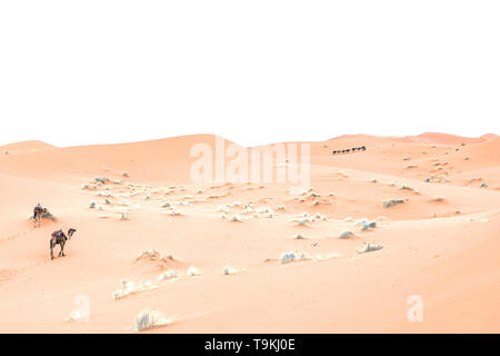 Camels are on the sand dunes at dawn in the Sahara desert. Morocco Stock Photo