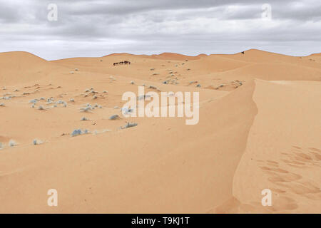 Camels are on the sand dunes at dawn in the Sahara desert. Morocco Stock Photo