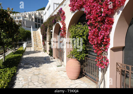 Bushes of thorny ornamental vines, bougainvillea, decorate a wall in Corfu, Greece Stock Photo