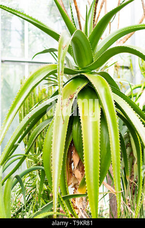 Novy Dvur, Oprava, Czech Republic, 26 April 2019 - Greenhouse at Arboretum of Novy Dvur Botanical Garden with tropical plants Stock Photo