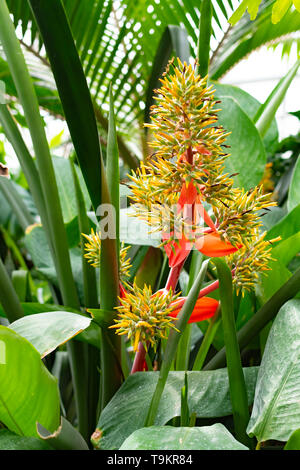 Novy Dvur, Oprava, Czech Republic, 26 April 2019 - Greenhouse at Arboretum of Novy Dvur Botanical Garden with tropical plants Stock Photo